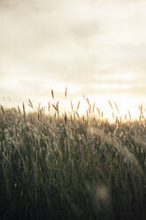 Close-up of grass against sky during sunset - CAVF66213