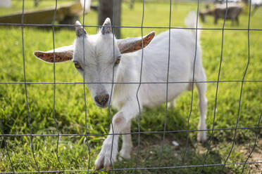 Porträt eines weißen Ziegenkitzes am Zaun auf einem grasbewachsenen Feld - CAVF66220