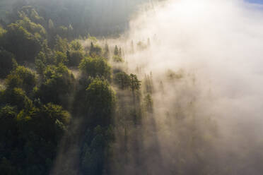 Germany, Bavaria, Mittenwald, Aerial view of forest shrouded in morning fog - SIEF09219