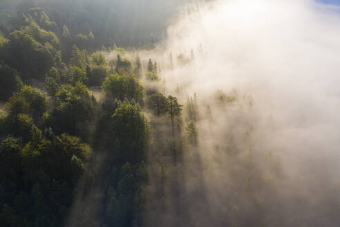 Deutschland, Bayern, Mittenwald, Luftaufnahme eines in Morgennebel gehüllten Waldes - SIEF09219