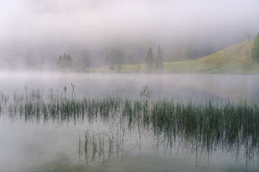 Deutschland, Bayern, Mittenwald, Schilf am Ufer des Ferchensees mit dichtem Nebel im Hintergrund - SIEF09229