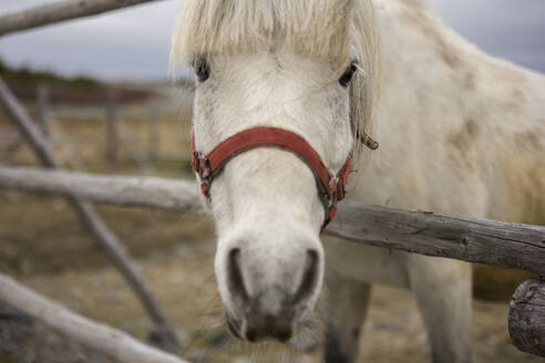 Nahaufnahme eines weißen Ponys in Neufundland - CAVF66237