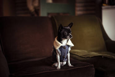 Cute tiny dog with denim jacket sits on cosy old green couch peaceful - CAVF66301