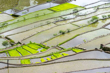 Überflutete Reisterrassen im zeitigen Frühjahr, Batad, Philippinen - CAVF66341