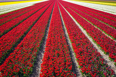 Leuchtend rotes Tulpenfeld im Frühling, Holland - CAVF66346