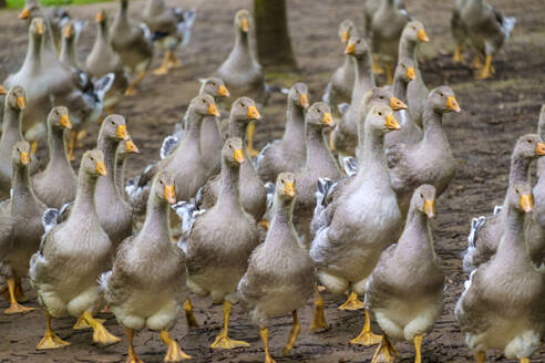 Toulose-Gänse, die für die Herstellung von Foie Gras auf einem Freilandbetrieb aufgezogen werden - CAVF66365