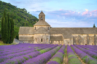 Lavender fields in full bloom in early July in front of Abbaye de S√©nanque Abbey at sunrise - CAVF66366