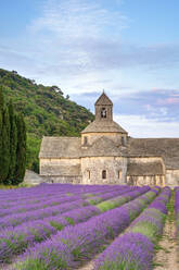Lavendelfelder in voller Blüte Anfang Juli vor der Abtei Abbaye de S√©nanque bei Sonnenaufgang - CAVF66367