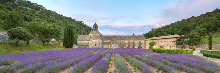 Lavendelfelder in voller Blüte Anfang Juli vor der Abtei Abbaye de S√©nanque bei Sonnenaufgang - CAVF66368