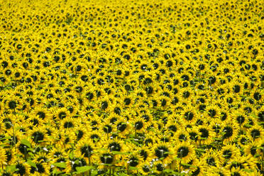 Feld mit riesigen gelben Sonnenblumen in voller Blüte - CAVF66369