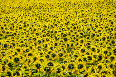 Field of giant yellow sunflowers in full bloom - CAVF66369