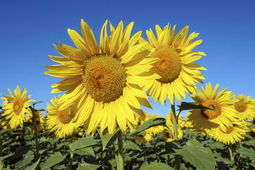 Feld mit riesigen gelben Sonnenblumen in voller Blüte - CAVF66370