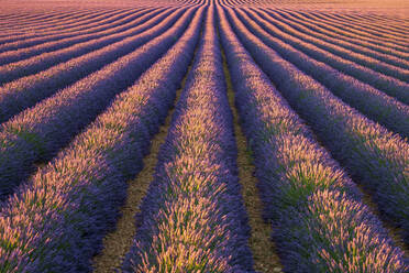 Reihen von violettem Lavendel in der Blütezeit Anfang Juli in einem Feld auf dem Plateau de Valensole - CAVF66371