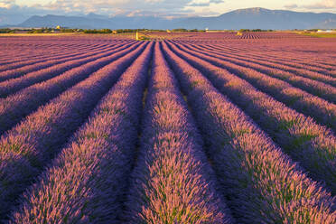 Reihen von violettem Lavendel in der Blütezeit Anfang Juli in einem Feld auf dem Plateau de Valensole - CAVF66372