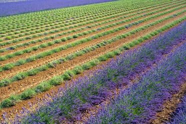 Lavendelfeld, nachdem die Arbeiter Anfang Juli mit der Ernte der ersten Lavendelreihen begonnen haben - CAVF66373