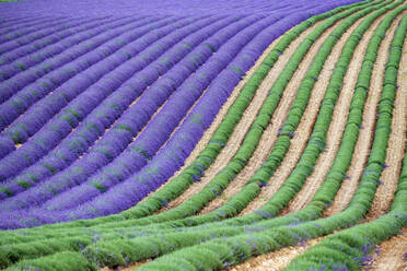 Ein Lavendelfeld in voller Blüte, nachdem die ersten Lavendelreihen geschnitten wurden und die Ernte beginnt - CAVF66374