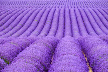 Reihen von violettem Lavendel in der Blütezeit Anfang Juli in einem Feld auf dem Plateau de Valensole - CAVF66375