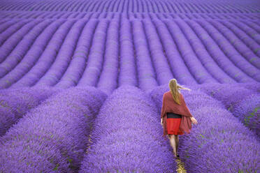 Eine junge Frau steht allein zwischen Reihen von blühendem lila Lavendel auf einem Feld auf dem Plateau de Valensole - CAVF66376