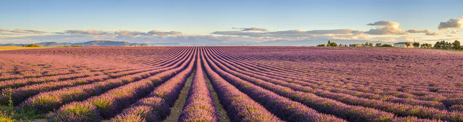Reihen von lila Lavendel in der Blütezeit Anfang Juli auf einem Feld auf dem Plateau de Valensole bei Sonnenaufgang - CAVF66377