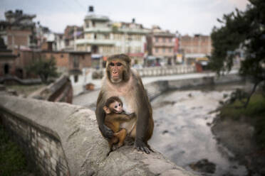 Ein Affe mit Baby im Pashupatinath-Tempel in Kathmandu. - CAVF66398