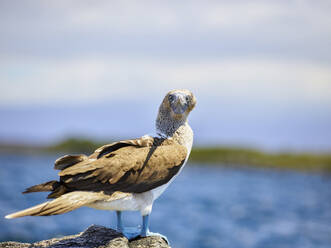 File:Blue-footed Booby Galapagos RWD1.jpg - Wikimedia Commons