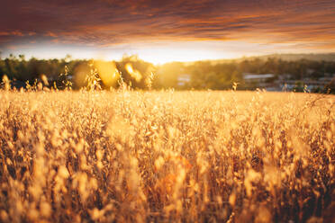 Scenic view of landscape against dramatic sky during sunset - CAVF66592