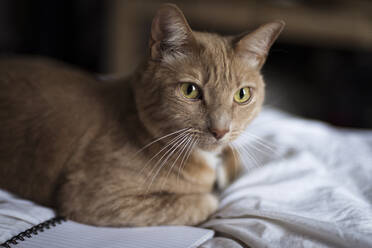 Nahaufnahme einer Katze, die wegschaut, während sie sich zu Hause auf dem Bett bei einem Buch entspannt - CAVF66598
