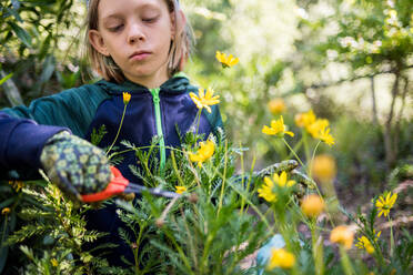 Ernster Junge schneidet Blumen im Garten - CAVF66625