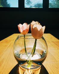 Tulpen in Vase auf Holztisch - CAVF66743