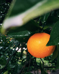 Nahaufnahme einer Orangenfrucht, die an einem nassen Baum wächst - CAVF66745