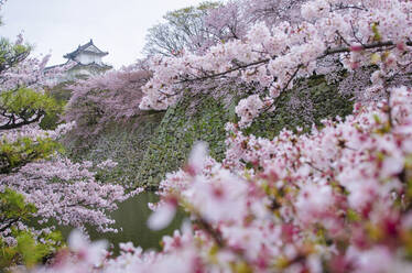 Schloss Himeji-jo durch die Kirschblüte gesehen - CAVF66755