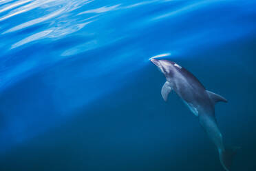 Hohe Winkel Ansicht von Delphin schwimmen im Meer - CAVF66757