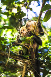 Low angle view of Wild capuchin monkeys sitting on branch - CAVF66759