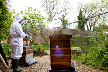 Männlicher Imker bei der Pflege von Bienenstöcken in einem ummauerten Garten - CUF52948