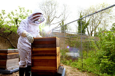 Männlicher Imker entfernt den Deckel des Bienenstocks im ummauerten Garten - CUF52950