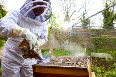 Männlicher Imker bei der Verwendung eines Bienenräuchergeräts an einem Bienenstock im ummauerten Garten - CUF52951