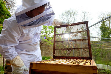 Männlicher Imker entfernt den Deckel des Bienenstocks im ummauerten Garten - CUF52952