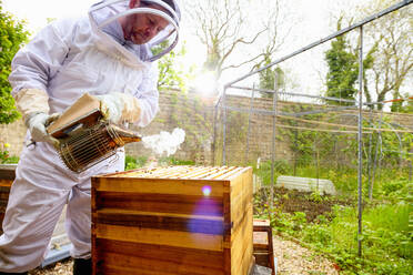 Männlicher Imker bei der Verwendung eines Bienenräuchergeräts an einem Bienenstock im ummauerten Garten - CUF52953