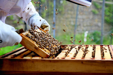 Männlicher Imker beim Entfernen von Wabenrahmen aus einem Bienenstock in einem ummauerten Garten, Nahaufnahme - CUF52958