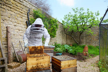 Männlicher Imker nimmt Wabenrahmen aus einem Bienenstock in einem ummauerten Garten - CUF52962