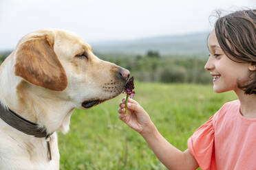 Mädchen hält Blume mit Labradornase in Feldlandschaft, Citta della Pieve, Umbrien, Italien - CUF52983