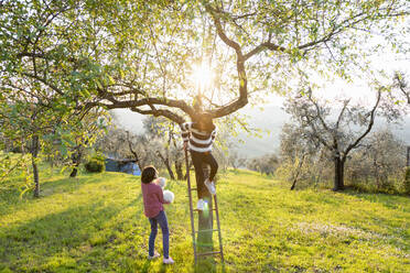 Girl holding a cute golden retriever puppy while her friend climbs tree ladder in sunlit orchard, Scandicci, Tuscany, Italy - CUF52987