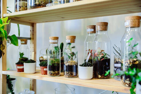 Bottled plants on shelf in nursery - CUF52999