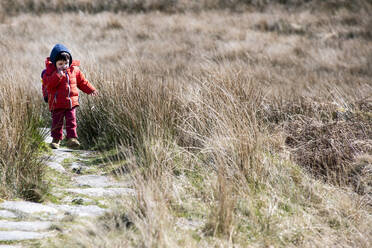 Junge erkundet Nationalpark, Llanaber, Gwynedd, Vereinigtes Königreich - CUF53074