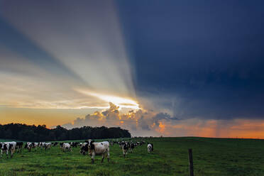 Weidende Kühe auf einem grasbewachsenen Feld vor einem dramatischen Himmel - CAVF66780