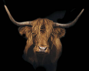 Close-up of highland cattle against black background - CAVF66813