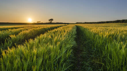 Scenic view of landscape against clear sky during sunset - CAVF66818