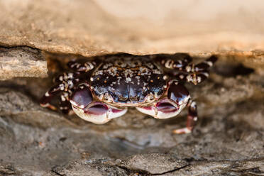 Purple rock crab on New Zealand coast - CAVF66850