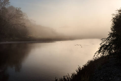 Serene landscape of birds on a river on a foggy morning in New Zealand - CAVF66852
