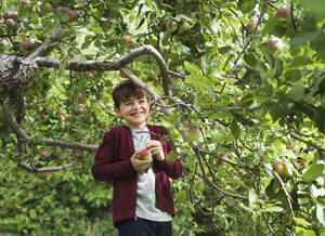 Kleiner Junge, der lächelnd Äpfel von einem Apfelbaum pflückt. - CAVF66940